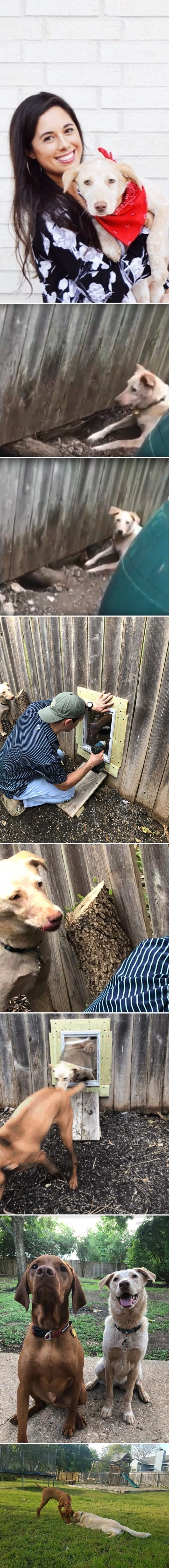 "SRODNE DUŠE" Susjed je pristao napraviti rupu u ogradi kako bi njihovi psi mogli biti zajedno