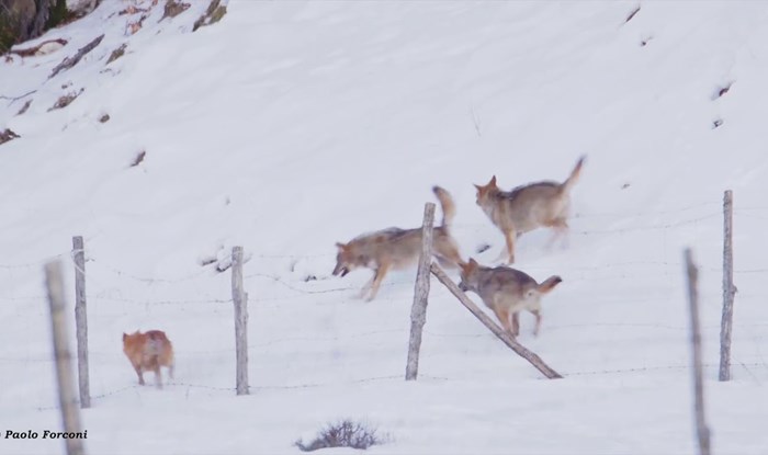 VIDEO Čopor vukova napao psa, on ih nadmudrio i spasio se u zadnji tren