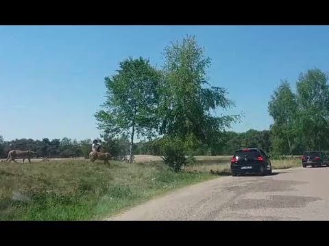 STRAVA U SAFARI PARKU Obitelj se malo previše opustila u blizini geparda, životinje ih počele loviti