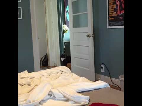 VIDEO Maca se uplašila da joj je vlasnik nestao, zabrinula se nakon što je izveo trik