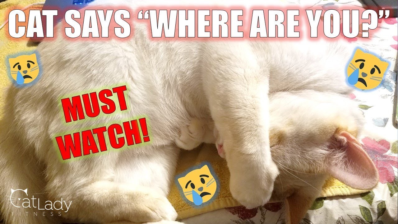 VIDEO Žena provjerila čime se njen mačak bavi dok je nema, snimka joj je slomila srce