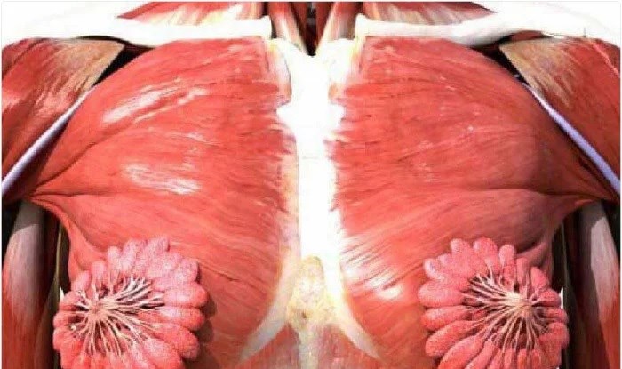Ljudi ne mogu vjerovati da je ova slika stvarna, evo kako ženske dojke izgledaju "ispod kože"