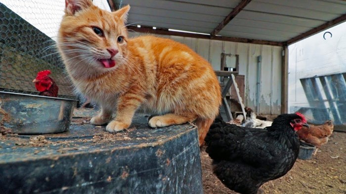 VIDEO Mačak kojeg su napadali drugi mužjaci pronašao je novo omiljeno mjesto, danas živi s kokošima