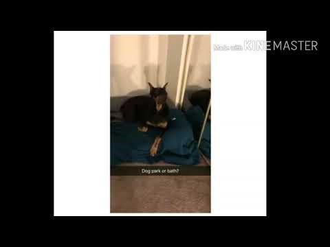 VIDEO Pitao je psa želi li ići u park, a onda je snimio presmiješnu reakciju kad je spomenuo nešto drugo