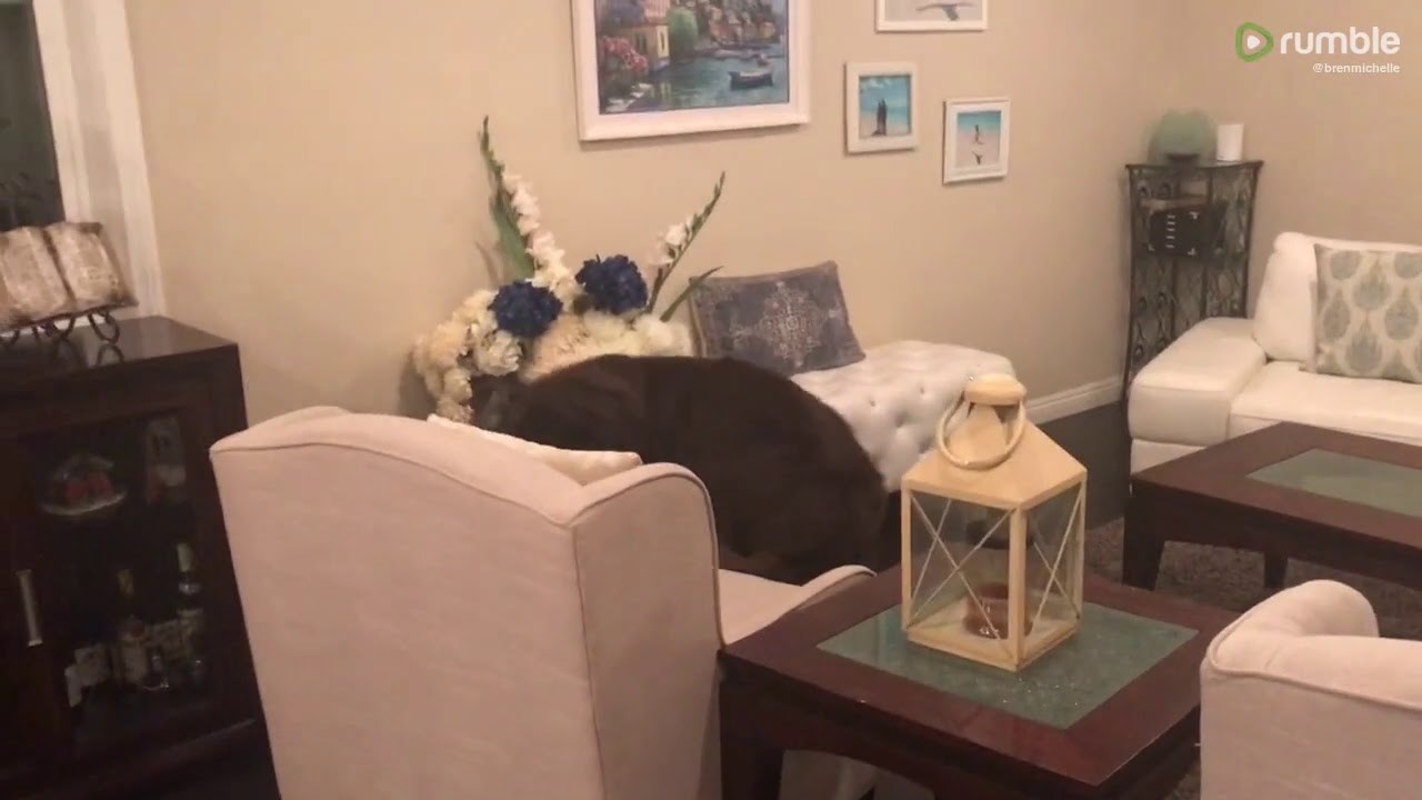 VIDEO Djevojčica je pokušavala plesati u sobi, a onda je pas ustao i nasmijao obitelj svojom reakcijom