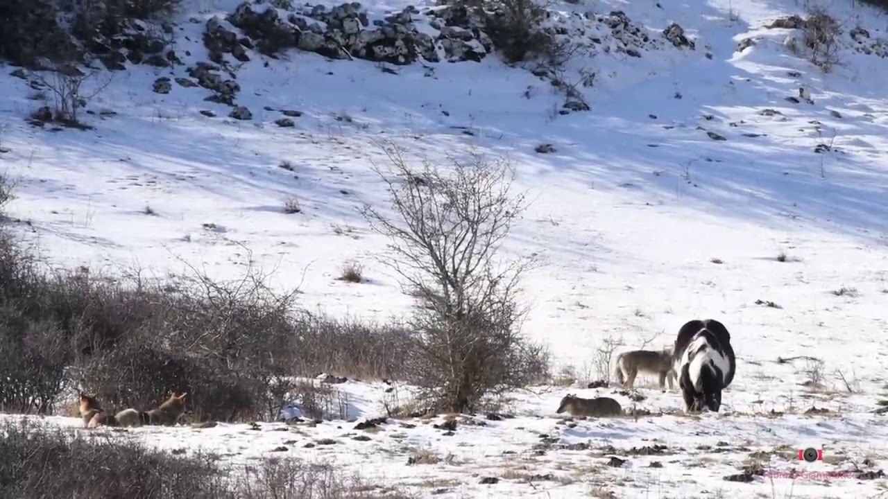 VIDEO Netko je ugledao konja kojeg je okružio čopor vukova, uslijedila je reakcija koju nikako nisu očekivali