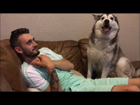 VIDEO Haski kujica Millie ne voli kad je netko ignorira, pa čak ni kad vlasnik pokušava gledati TV