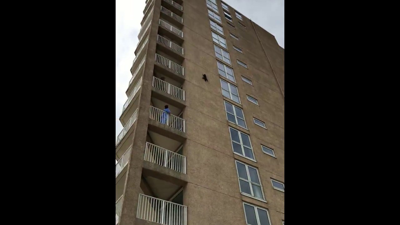 VIDEO Ovaj rakun zaslužuje ulogu u akcijskom filmu! Grupu ljudi je zabavio, šokirao i na kraju iznenadio