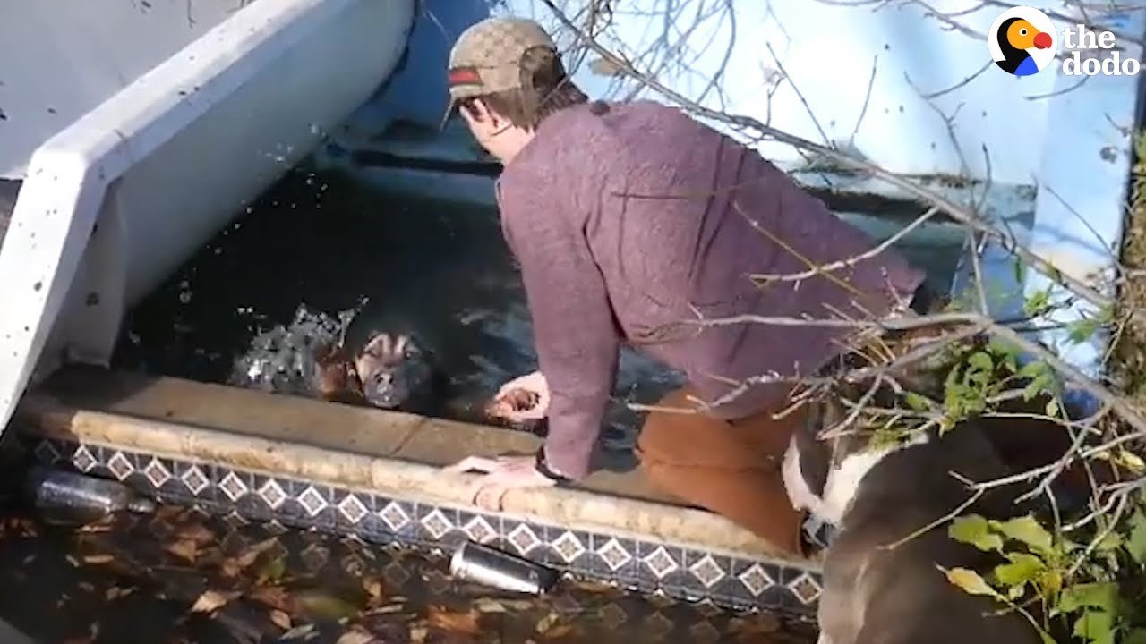 Prijatelji su posjetili napušteni vodeni park pa primijetili da ih promatraju psi, a onda su shvatili i zašto