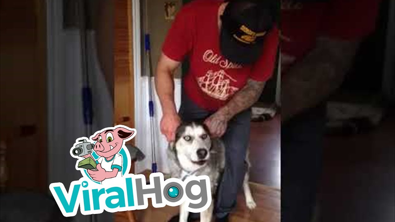 VIDEO Haski je naučio oponašati vlasnikov motor, zvukovi koje je proizvodio nasmijali su cijelu obitelj