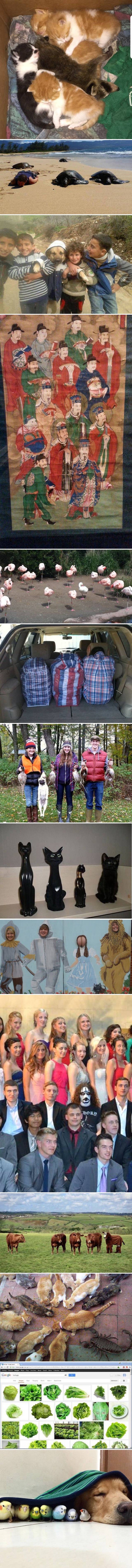 Na ovim smiješnim fotkama nešto nije u redu, možete li pronaći sve uljeze?