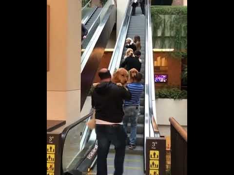 VIDEO Što učiniti kad se psi boje pokretnih stepenica? Odgovor je vrlo jednostavan