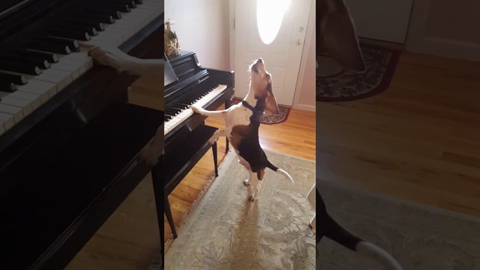 VIDEO Obitelj udomila psa, nakon nekog vremena su otkrili njegov talent koji ih je nasmijao do suza