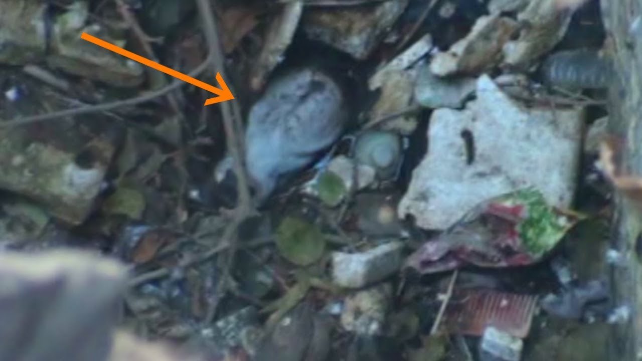 VIDEO Mama krava upozorila je ljude da je njeno tele nestalo, uslijedila je teška borba za život