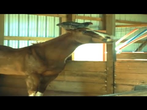 Žena je ušla u štalu pa na glavi svoga konja vidjela nešto što je odmah morala snimiti kako bi joj drugi povjerovali