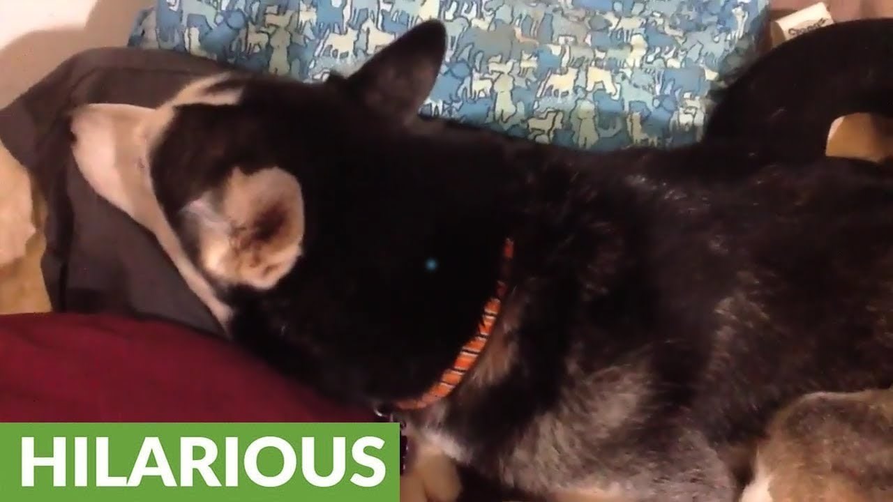 VIDEO Haski kujica se naljutila na svoju vlasnicu, no postoji nešto čemu nikako nije mogla odoljeti