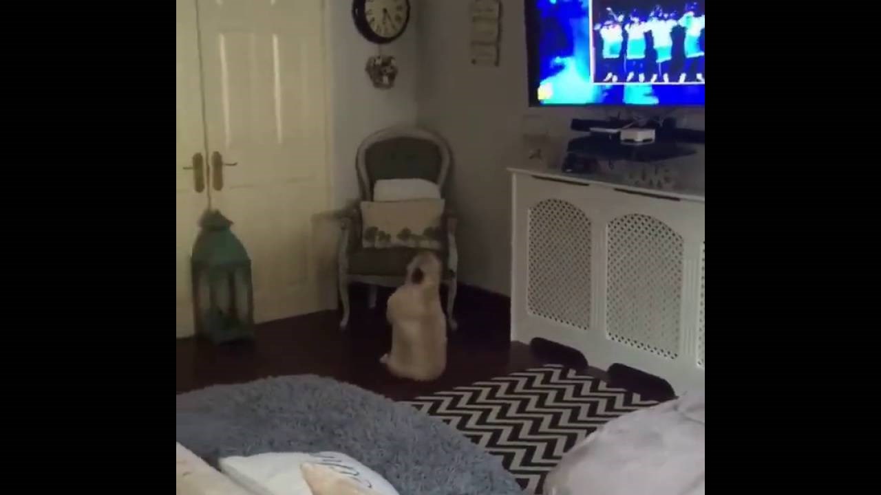 Pustio je glazbu na TV-u pa snimio urnebesnu reakciju svoga psa koju je jednostavno morao pokazati svima