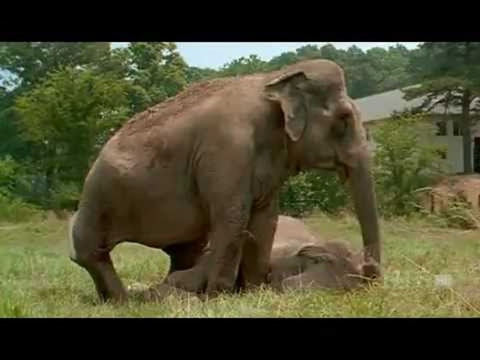 VIDEO Slonovi su bili razdvojeni punih 20 godina, a onda su snimili njihov ponovni susret