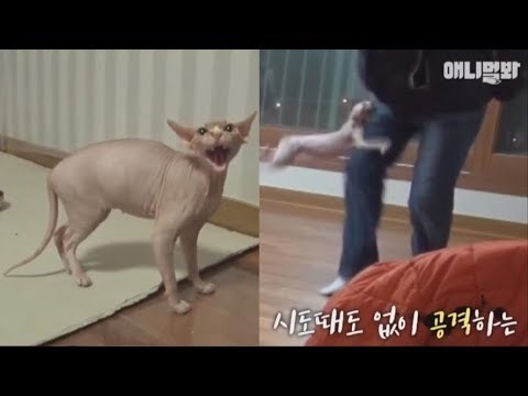 Ljubimac iz pakla? Bezdlaka mačka stalno napada vlasnike, približavaju joj se s kacigom na glavi