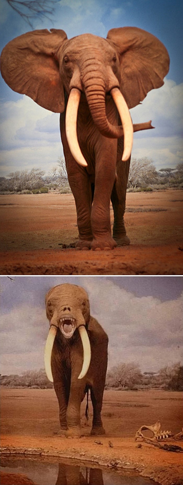 Uznemirujuće je pogledati kako bi slonovi izgledali bez surle i svojih velikih ušiju