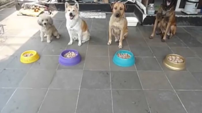 VIDEO Svi psi su mirno sjedili i čekali, pogledajte što su učinili kad ih je počeo prozivati