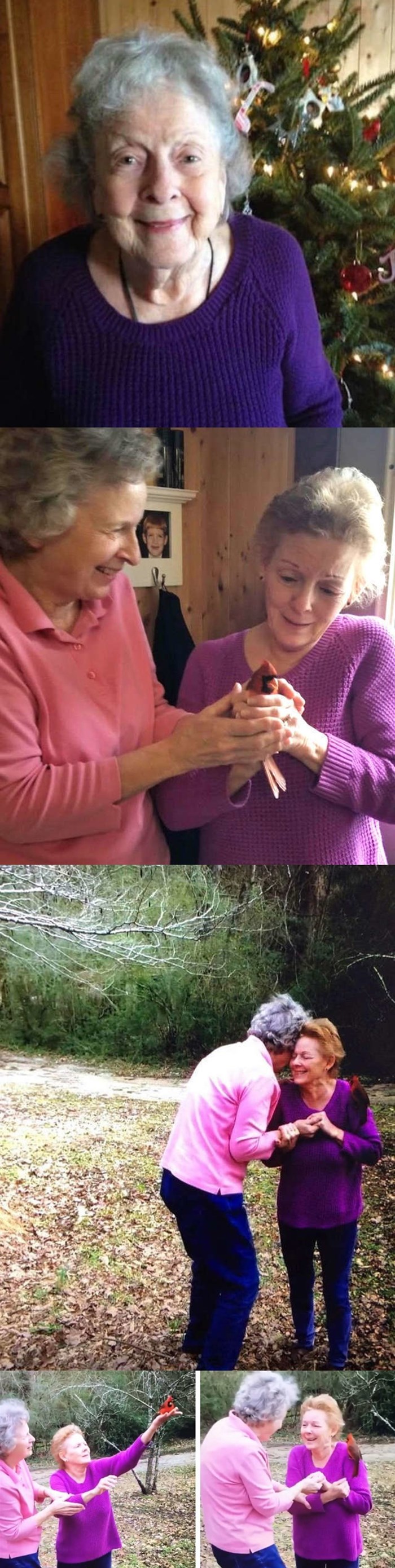 Ožalošćena obitelj dobila je misterioznu poruku u obliku crvene ptičice