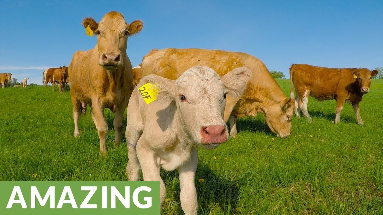 Krava je zamolila čovjeka da spasi njeno tele koje je bespomoćno ležalo s druge strane električne ograde