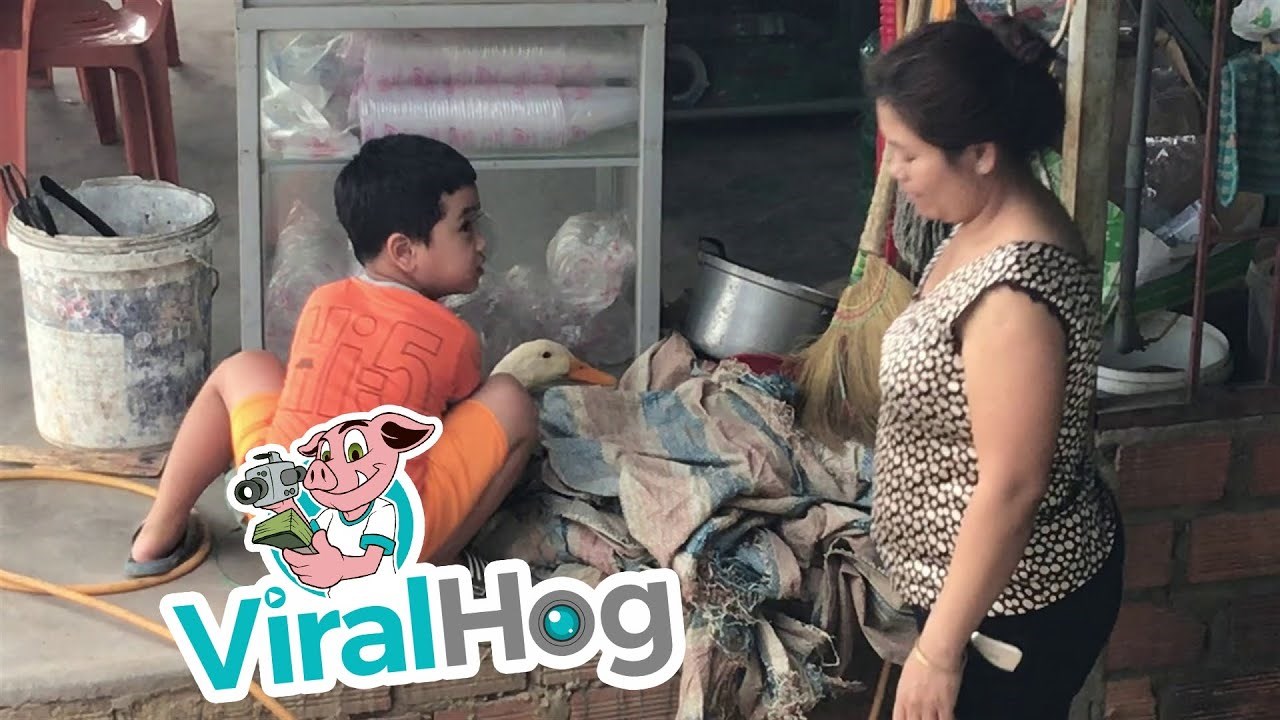 VIDEO Mama je htjela zaklati patku i ispeći je za ručak, no dječačiću se ideja nije nimalo svidjela