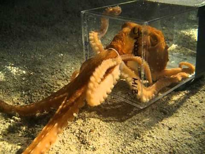 Ronilac je podijelio video koji dokazuje da su hobotnice sposobnije i pametnije nego što mislimo