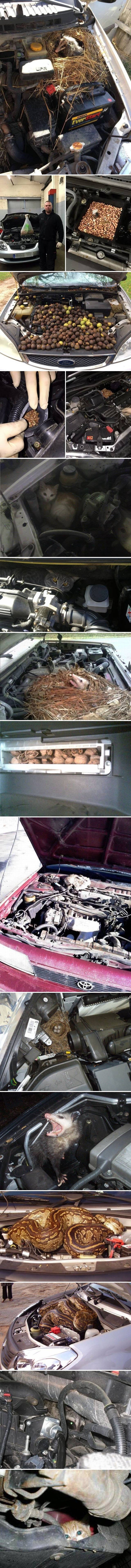 Pokvario im se automobil i čuli su čudne zvukove, kad su otvorili haubu imali su što vidjeti!