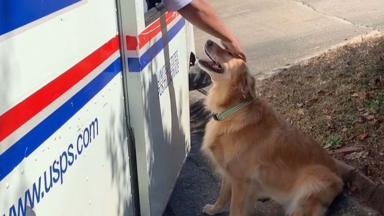 Retriverica se zaljubila u poštara pa je njena vlasnica počela snimati njihove susrete pune ljubavi