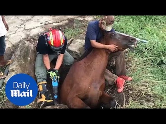 Ljudi su našli konja koji je ostao zaglavljen u rupi, a onda su zajedno učinili jedinu ispravnu stvar