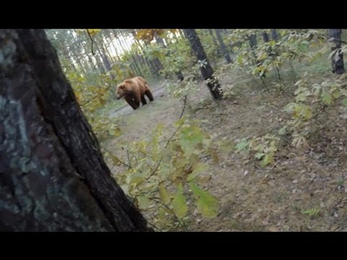 PANIKA U ŠUMI Mladić vozio bicikl u prirodi pa snimio kako je bježao od medvjeda koji je trčao za njim