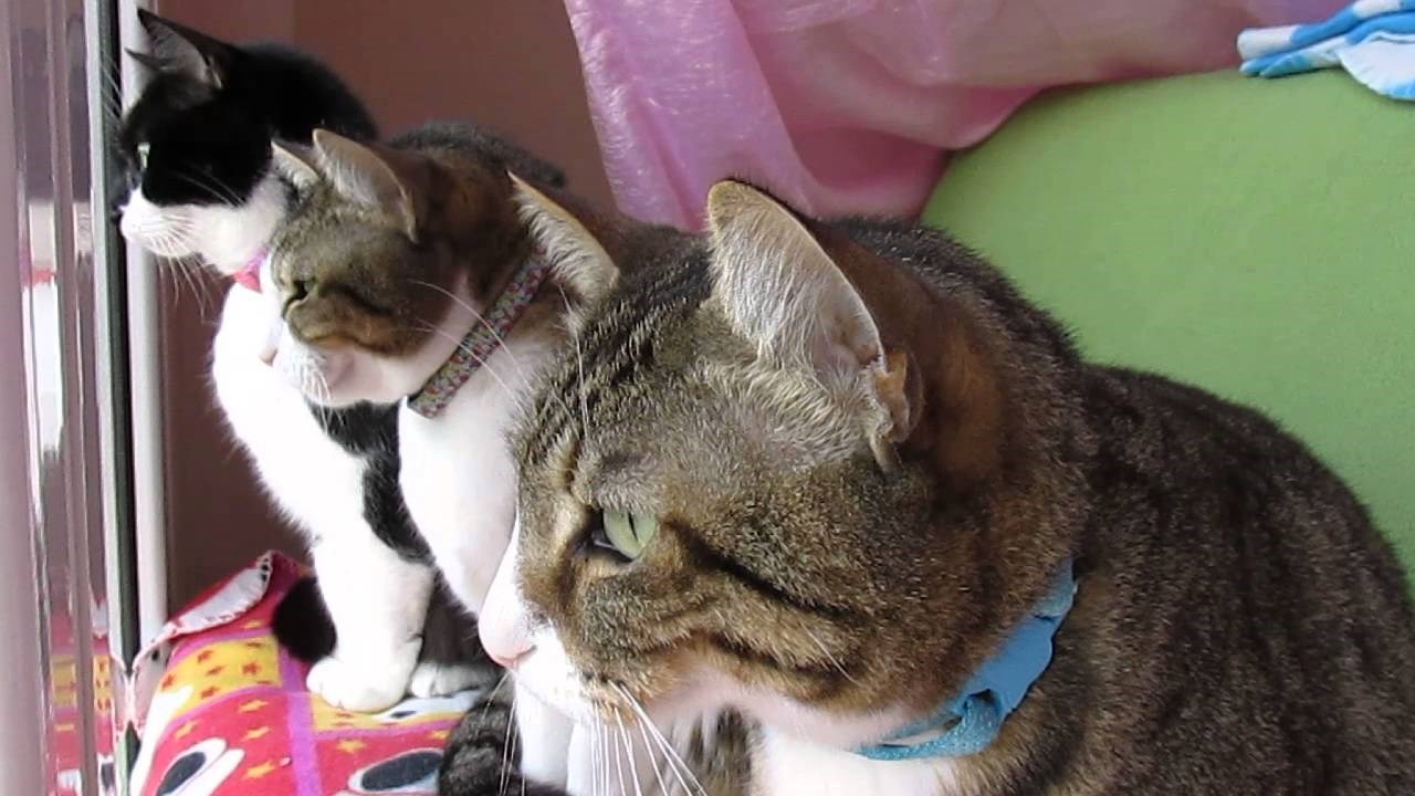 VIDEO Isfrustrirane mace s prozora ugledale ptice pa počele proizvoditi presmiješne zvukove