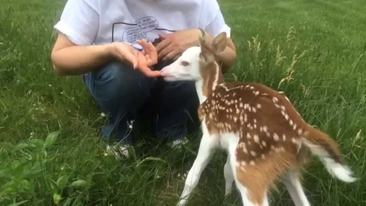 Mama je napustila svoje lane zbog neobičnog izgleda, a onda je postalo prava senzacija