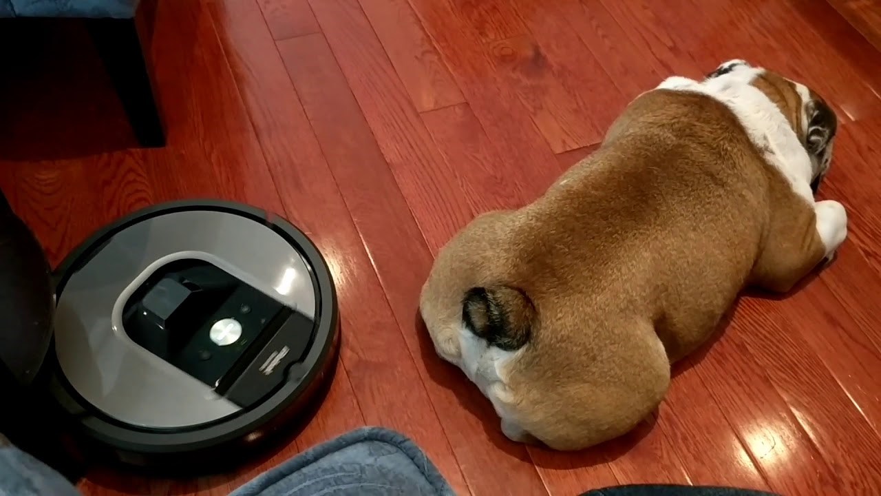 Robot usisavač "napao" je pospanog psa, a njegov vlasnik snimio je pomalo neočekivanu reakciju