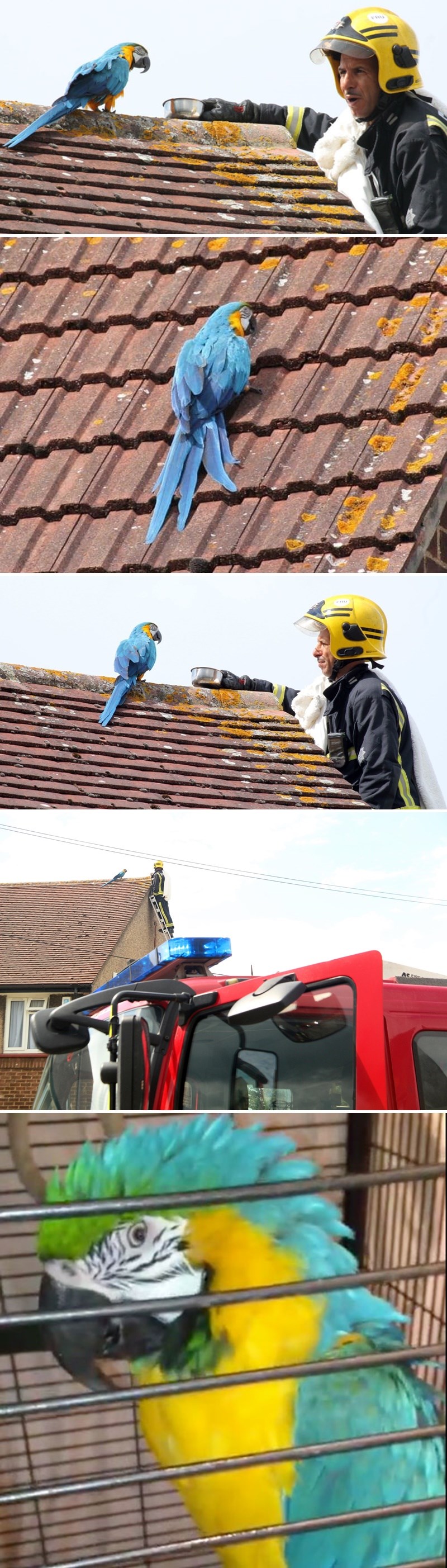 Papiga je danima bila na krovu obiteljske kuće, vatrogasci su se smijali kad su čuli što im govori
