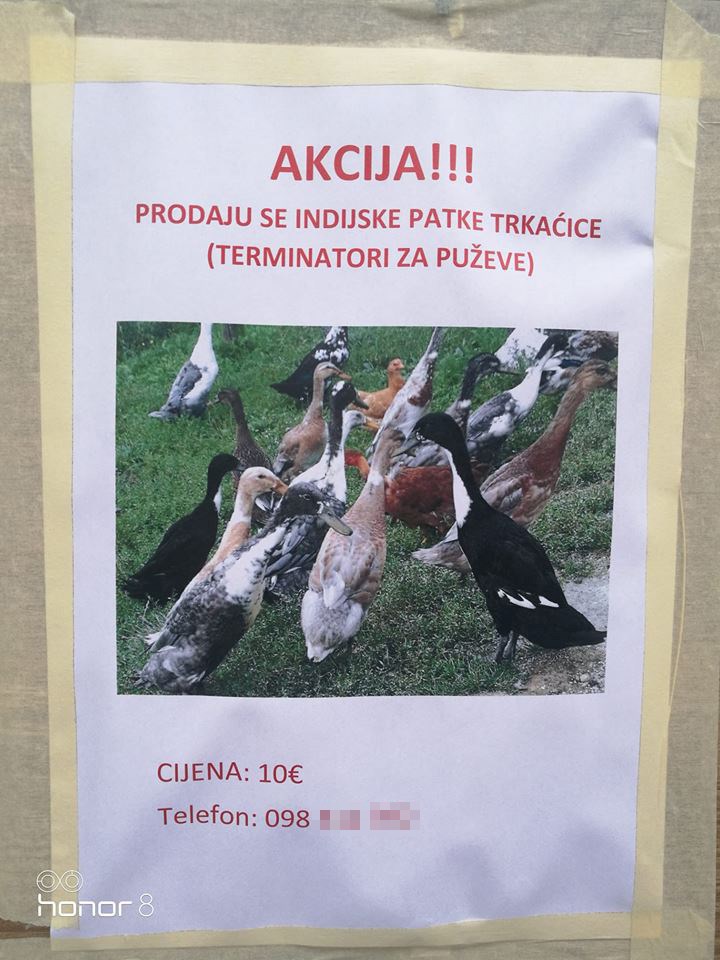 ČUVAJTE SE, PUŽEVI Netko prodaje posebnu vrstu pataka, način na koji ih je opisao garantira uspjeh