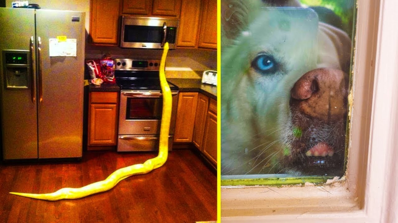 VIDEO Njima očito nikad nije dosadno: Najčudniji prizor koje su ljudi slikali u svojim kućama