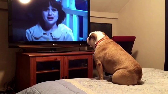 VIDEO Pas je gledao horor pa pokušao sudjelovati u radnji kad se pojavila strašna scena