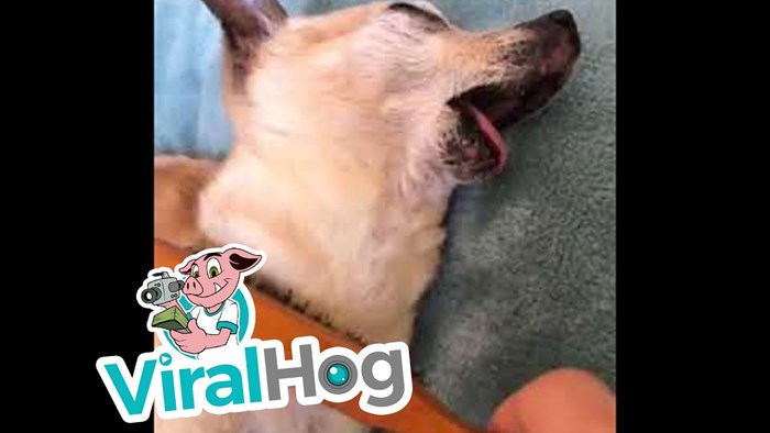 VIDEO Vlasnica je četkom "hipnotizirala" psa, od uživancije je napravio najsmješniju facu ikad