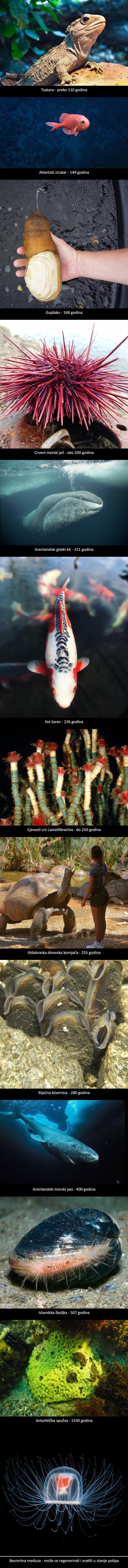 12 najdugovječnijih životinja na svijetu: Ljudi možda jesu najmoćnija vrsta, no teško će nadmašiti ove "starce"