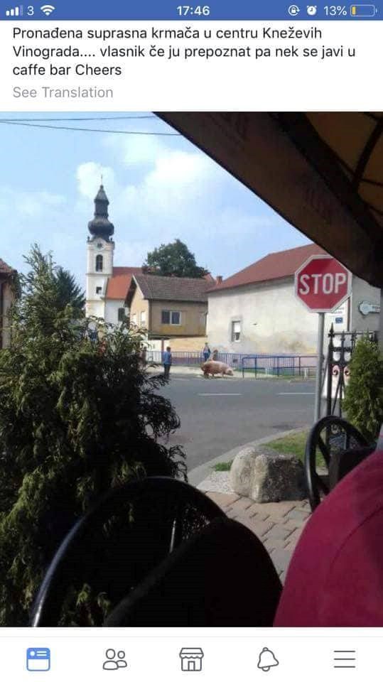 ODBJEGLA KRMAČA Stanovnici sela vidjeli svinju kako hoda po ulici, na Facebooku traže njenog vlasnika