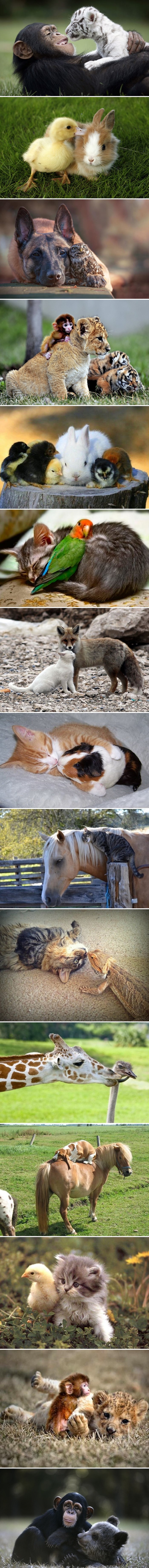 15 najslađih slika životinjskih prijateljstava koje nitko nije očekivao
