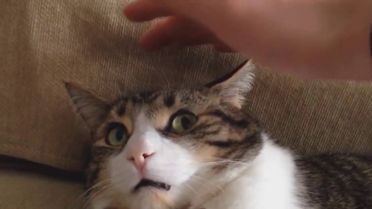 VIDEO S ovim mačkama se događalo nešto jako čudno, a to je njihove vlasnike nasmijalo do suza