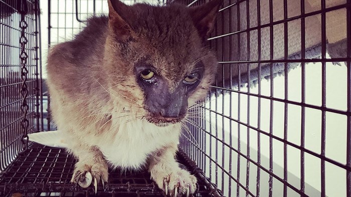 VIDEO Uhvatili su napuštenu "mačku vukodlaka" te joj pružili pomoć koju je hitno trebala