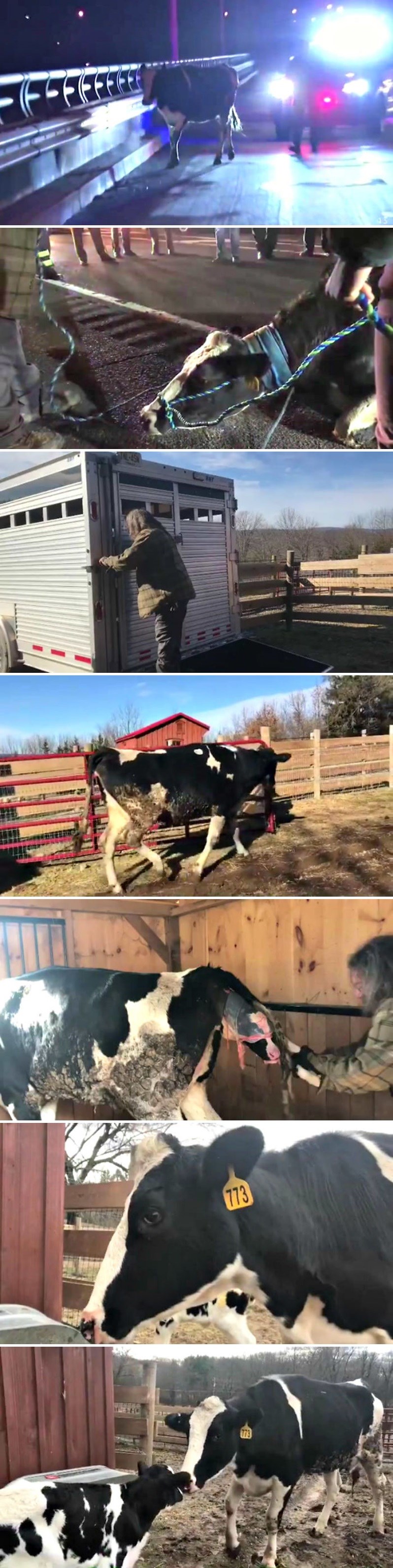 Krava je iskočila iz kamiona koji ju je vozio u klaonicu i tako sebi i svom teletu promijenila sudbinu