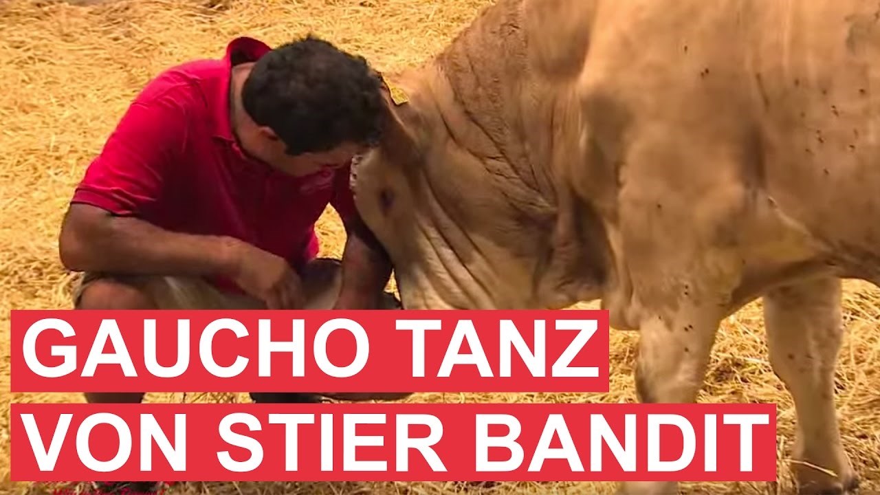 VIDEO Bik je cijeli život bio na lancima, pogledajte tu sreću kad su ga konačno oslobodili