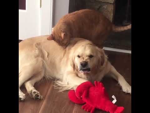 KAKVE SU TO GRIMASE?! Vlasnik je snimio presmiješnu reakciju psa koji mrzi kad ga mačka liže