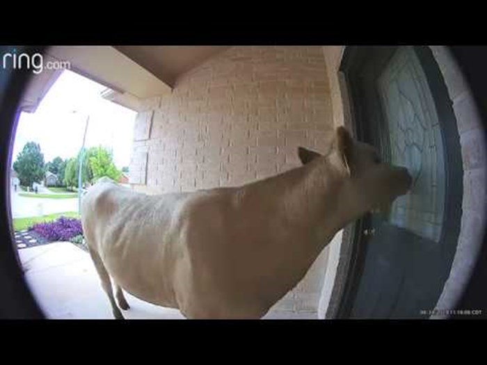 VIDEO Čovjek je preko aplikacije dobio obavijest da mu je netko pred vratima, a onda je vidio nešto čudno